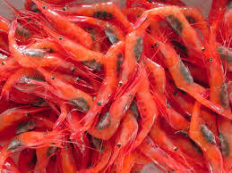 ���������ق܂�10���A�J�j�ÃG�r��؃G�r�̉���h������ϊC�݉���V�[�T�C�h���C������